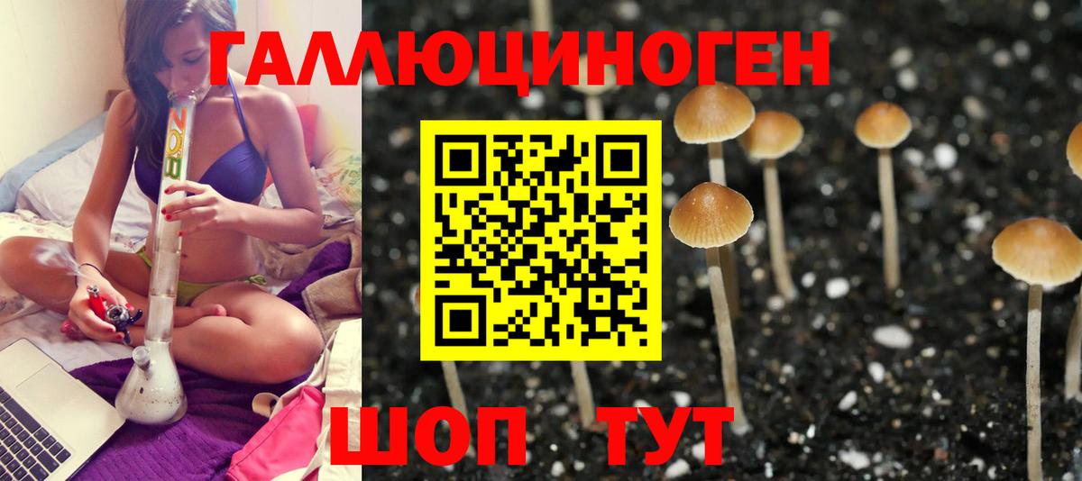 Псилоцибиновые грибы Psilocybine cubensis Рубцовск